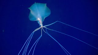 10 Creepy Deep Ocean Creatures Found By Rovs