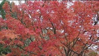 耶馬渓 渓石園 紅葉散歩 22/11/19 Japan Oita, Yabakei Autumn Leaves Walk