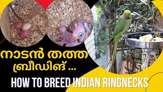 നാടൻ തത്ത ബ്രീഡിങ് /how to breed Indian Ring necks