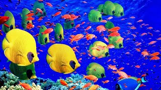 Beautiful Coral Reef Fish | Ocean Fish Relaxing | Aquarium | Colorful Sea Life | Nature Relaxation