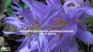 Mutant Colchicum Autumn crocus 10-4-2016 | Organic Slant