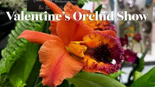 Blooming Love: A Valentine’s Orchid Extravaganza @Carol-Beauty of Nature