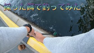 博多湾でヘチ・前打ち(黒鯛)釣り１７