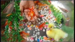 Colorful Aquraium | baby ducks, koi fish, gold fish, angelfish, guppy guppies|4K Fish Video part 10