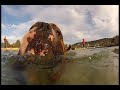 crescent head gopro football throw bd shark attack