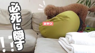 おやつを必死に隠す愛犬がかわいいｗ一部始終を目撃！【トイプードル】