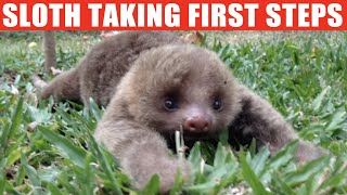 Cute Baby Sloth Taking First Steps | Jaw-dropping Compilation