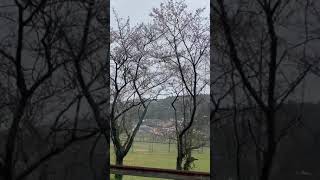 安岐ダムの桜