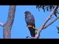 Poštolka rudonohá (Falco vespertinus), Red-footed falcon, Rotfußfalke