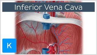 Inferior vena cava - Anatomy, Branches \u0026 Function - Human Anatomy | Kenhub