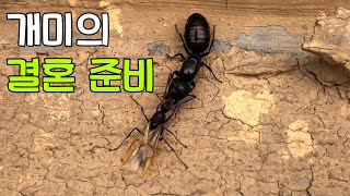 개미의 결혼식 : 신랑 신부님 키스타임