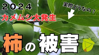 実際どうなの？2024.カメムシ大発生！柿の被害