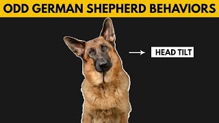 5 Odd German Shepherd Behaviors Explained