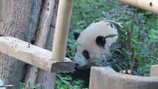 7.8 HeHua patrols the yard and then starts breakfast 花花巡视院子后回来吃早餐😋