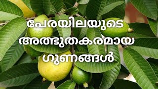 പേരയിലയുടെ അത്ഭുതകരമായ ഗുണങ്ങൾ || Guava leaves benefits