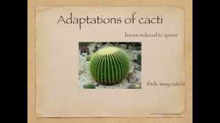 IGCSE. 2.7  Plant adaptations to the environment.extended