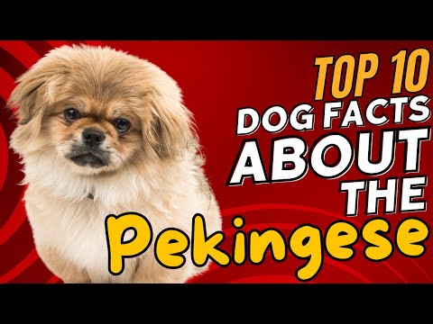 Top 10 Dog Facts About The Pekingese | Fascinating Insights Into The ...