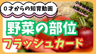 【０歳からの知育動画】赤ちゃん・未就学児向け【野菜の部位のフラッシュカード】小学校受験によく出てくる野菜