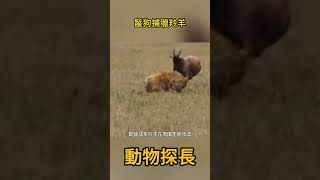 鬣狗捕獵羚羊 #動物世界#鬣狗 #羚羊