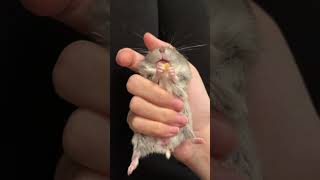 倉鼠的牙齒激烈動著 / 仓鼠的牙齿激烈动着 / hamster's teeth moving violently / ハムスターの歯が激しく動く