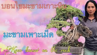 บอนไซมะขามเกาะหิน,บอนไซ,bonsai,howto creat my bonsai,kaeo bonsai on the rock