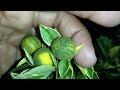 variegated calamansi in a pot fruits are bigger farming calamansi