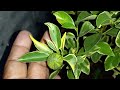 variegated calamansi in a pot fruits are bigger farming calamansi