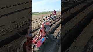 Ginger Farming Techniques #satisfying #shortsvideo