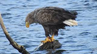 オジロワシ　流木で食事中