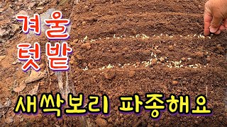 텃밭에 겨울 새싹보리 파종합니다