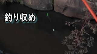 タナゴ狙いの釣り収め＆裏話とか