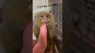 すっかりと飼育員と仲良くなったピグミーマーモセット♫ #動物 #short #marmoset