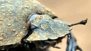 Dung beetle rolling its ball on hot ground