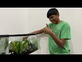 divided betta tank pnwbettas unboxing bettas 10 gallon tank fish aquarium anjali potato