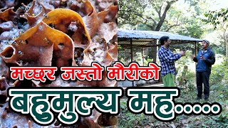 जंगलको बिचमा - किरा पालन || किरा पाल्ने किसानसंग बाँकेको जंगलमा || Putka Mauri _ Paurakhi TV