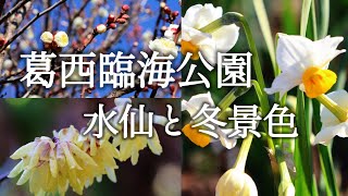 葛西臨海公園 水仙と冬景色/Kasai Rinkai Park Daffodils and winter scenery/4K