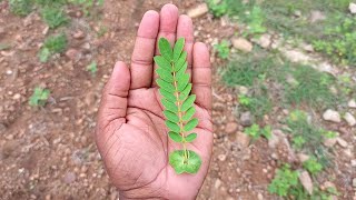 నిత్యం మీ ఇల్లు ధనంతో కళకళలాడుతోంది| నాలుగువైపుల నుండి ధనం వస్తుంది |ప్రయత్నం చేయండి