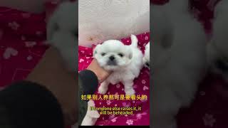 来早捡漏，中国最大的宠物市场（Come early to pick up, China's largest pet market）