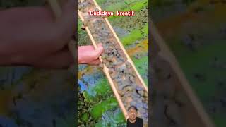 Budidaya Keong Mas‼️ #ikan #fish #amazing #viralvideo #keong