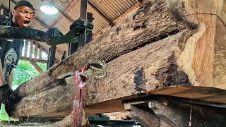 unexpected surprise when sawing teak logs