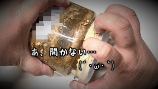 こりゃあかんｗ羽化したクワガタを掘り出したいのにボトルがあかん（くろねこチャンネル）