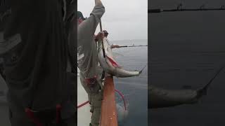 Bluefin Tuna Madness • 2022 #shorts #fishing