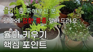 율마 키우기ㅣ건조에 강한 품종추천 ㅣ율마 좀 죽여본 이야기ㅣ분갈이ㅣ율마 삽목 ㅣ 율마분갈이 ㅣ 율마 이제 그만 죽이기로 해요.