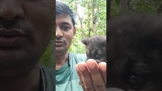 my little cute chiku baby civet cat। civet cat। jangli billi #civet #civetcatbaby