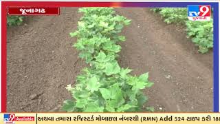 જૂનાગઢ  : વરસાદની કાગડોળે રાહ જોતો જગતનો તાત | Tv9news