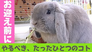 【必見】うさぎお迎えしようと思っている方へ。心からのお願いですm(__)m～ホーランドロップらいむ