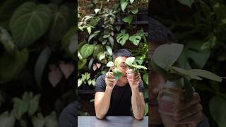 Hoya Obovata Miraculous Ressurection | Plant Rescue By  Propagation