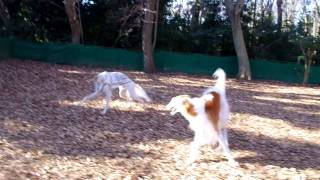 兄弟犬のコタロー君と遊ぶボルゾイのジェイ君