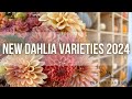 New DAHLIA Varieties 2024 | PepperHarrowFarm