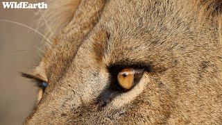 WildEarth - Sunrise Safari -  17 March 2024